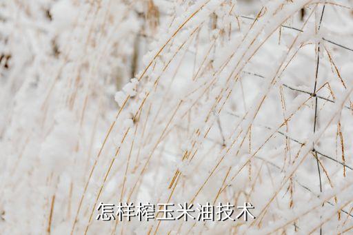 怎样榨玉米油技术