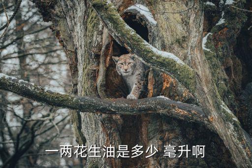 食用油1瓶多少毫升,20克食用油等于多少毫升