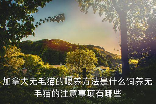 加拿大无毛猫的喂养方法是什么饲养无毛猫的注意事项有哪些