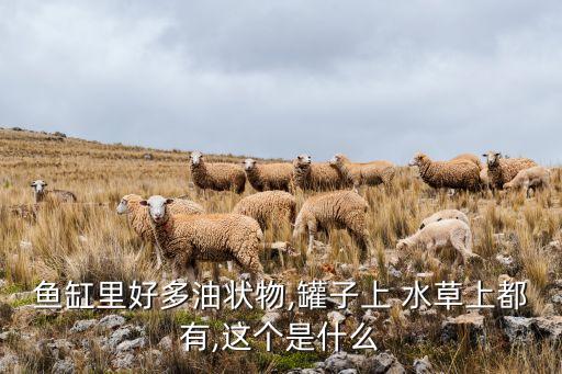 鱼缸里好多油状物,罐子上 水草上都有,这个是什么