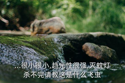 ...很小很小,趋光性很强,灭蚊灯杀不完请教这是什么飞虫