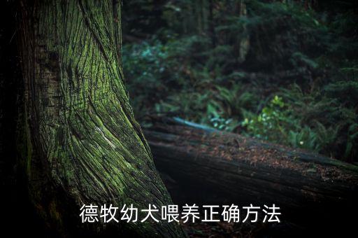  德牧幼犬喂养正确方法
