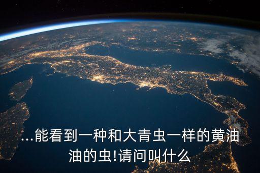 什么昆虫喜欢食用油呢视频