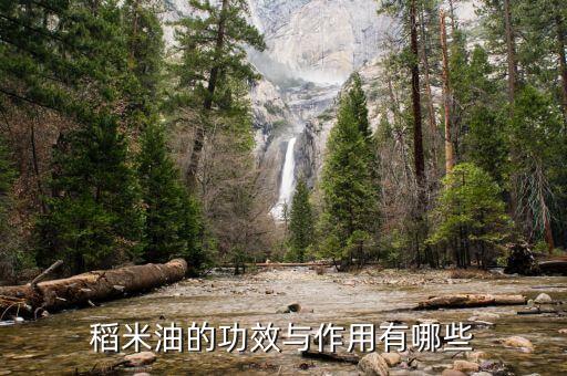 稻米油的功效与作用有哪些
