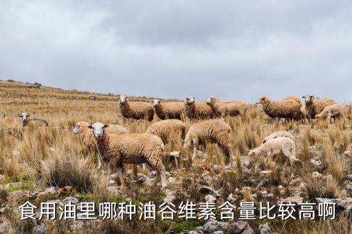  食用油里哪种油谷维素含量比较高啊