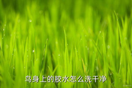 小鸟怎么沾食用油