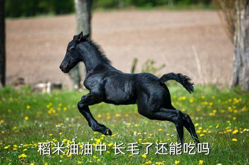 稻米油油中 长毛了还能吃吗